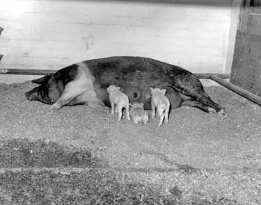 Pig Keeping at Martins Mill, Lindley 	