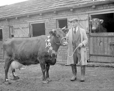 Prize-winning cow at Cleckheaton 	