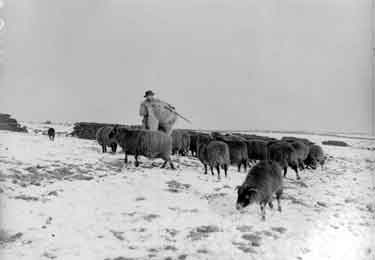 J A Haigh on moors feeding sheep 	