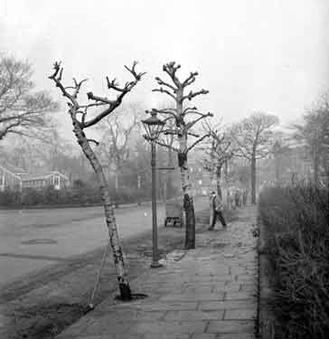 Trees with new spring appearance on Park Avenue, Huddersfield 	
