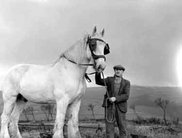 Captain the Corporation Horse with Mr Snell 	