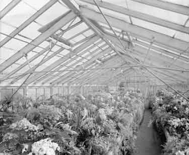 Greenhouses at Storthes Hall Hospital 	