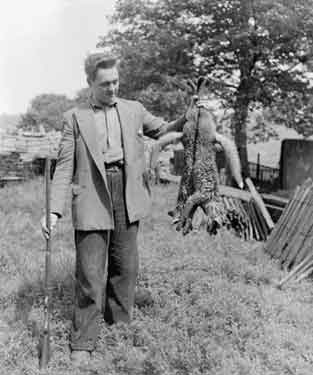 Mr J Clayton with two dead foxes at Netherall Farm, Rawthorpe, Huddersfield 	
