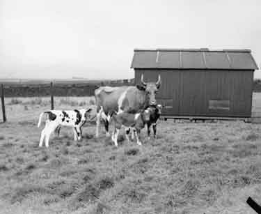 Cow and calves at Spangled Bull Farm, Kirkheaton 	