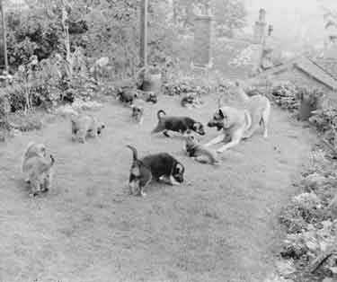 Alsation dog and eleven puppies 	
