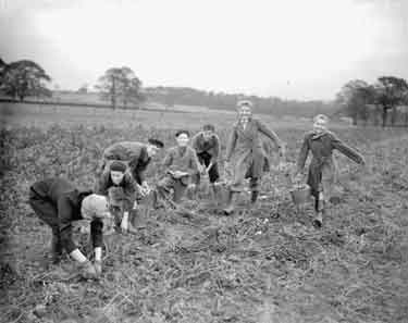 Potato picking, Flockton 	