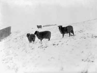 Sheep in snow, Meltham, Huddersfield 	