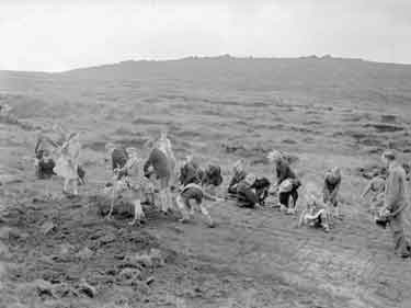 Oakes Schoolchildren digging at Blackstone Edge, near Halifax 	