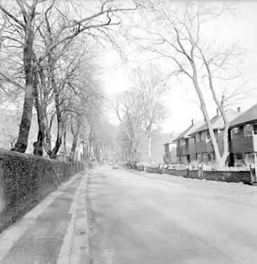 Avenue of trees, Meltham Road 	