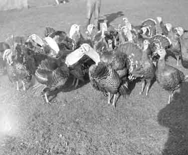 Turkeys at Honley 	