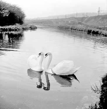 Swans at Red Doles, Leeds Road, Huddersfield 	