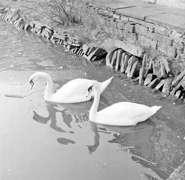 Swans at Whitley Willows Mill, Kirkheaton 	