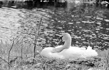 Swan 	