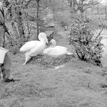 Swans at Whitley WIllows.