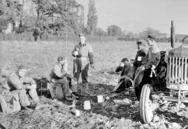 National Service RAF: conscripts potato picking on farm near RAF Padgate