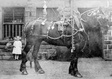 Peter Burnett's horse, founder of haulage contractors in Ravensthorpe