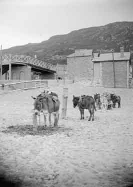 Barmouth, donkeys on the sands