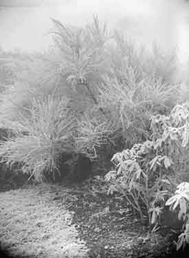 Hoar Frost Broom and Rhododendron