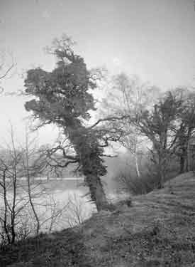 Bretton Park. Ivy covers tree