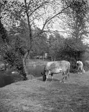 Knaresborough. Cows