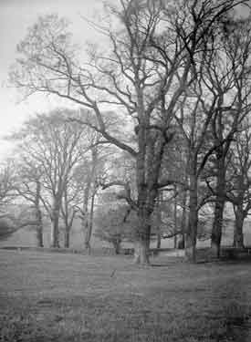 Cannon Hall Park Elm Trees near Dean Hill