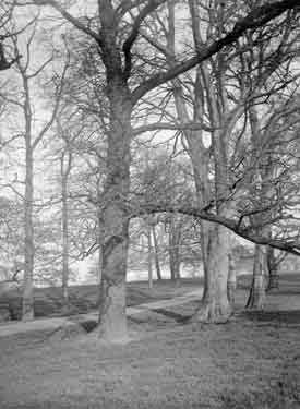 Cannon Hall Park, Elm and Beech Trees