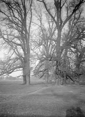 Cannon Hall Park. Elm Trees