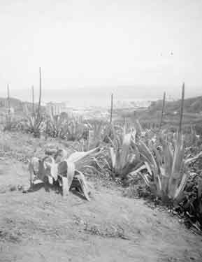Tangier General View Aloes
