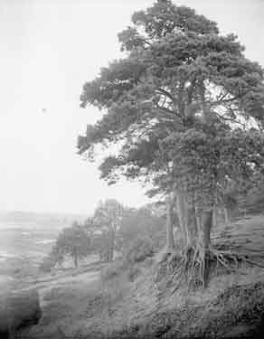 Woodbridge Fir Trees on bank of the River Deben