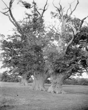Hasketon Suffolk Oak Trees