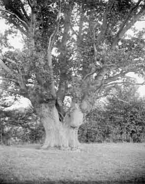 Hasketon Suffolk Oak Tree
