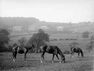 Grimscar, study of horses