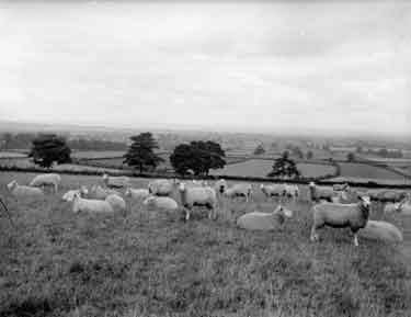 Slingsby, study of sheep