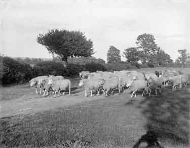 Hovingham, Study of Sheep