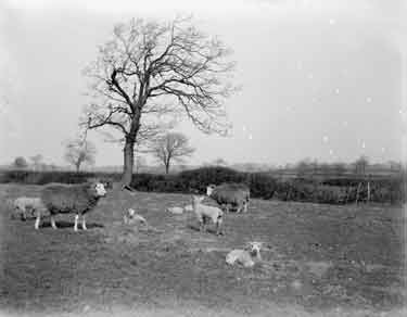 Near Cawthorne, Sheep and Lambs