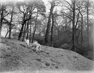 Cawthorne, Cannon Hall Park, Lambs