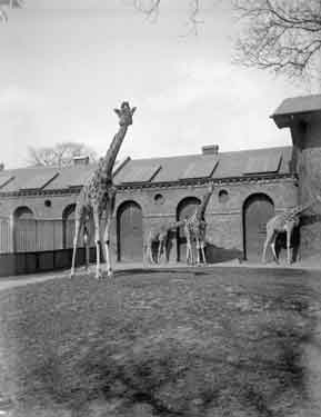 London Zoo, Giraffe