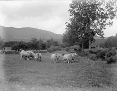 Brackenthwaite, study of sheep