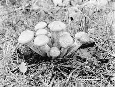 Fungus, Armillaria mellea