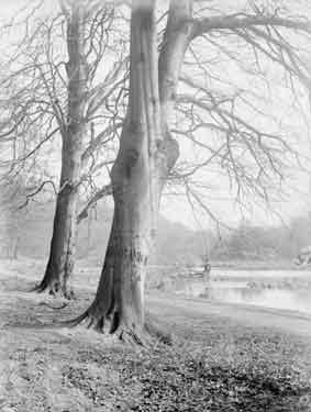 Chevet Park, Wakefield, Beech Trees