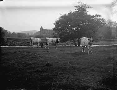 Bolton Abbey, Study of cows