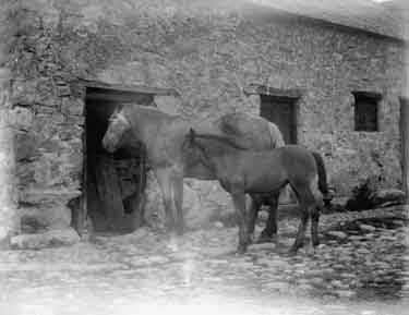Colwyn, Rhos, horses