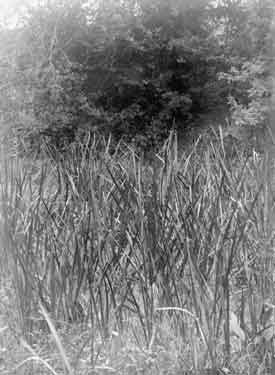 Framlingham, reeds