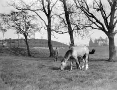 Gledholt, horses