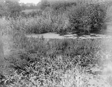 Loudham, reeds