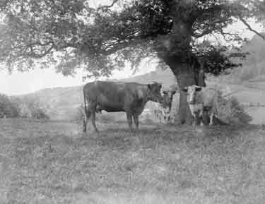 Mitcheldean, Abenhall, cows