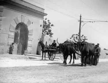 Palermo, oxen rolling road