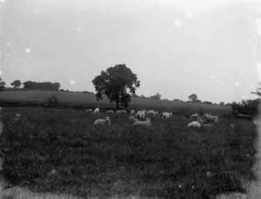 Tanfield, sheep