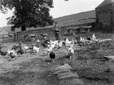 Westerdale, Quarry Farm, hens