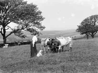 Westerdale, study of cattle, May, dog and calves